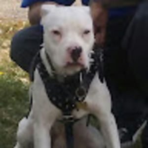 Meet your Posher, Wayne